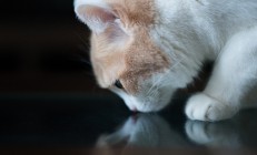 开云官方app入口-意甲焦点战之夜，武切维奇贡献制胜表现