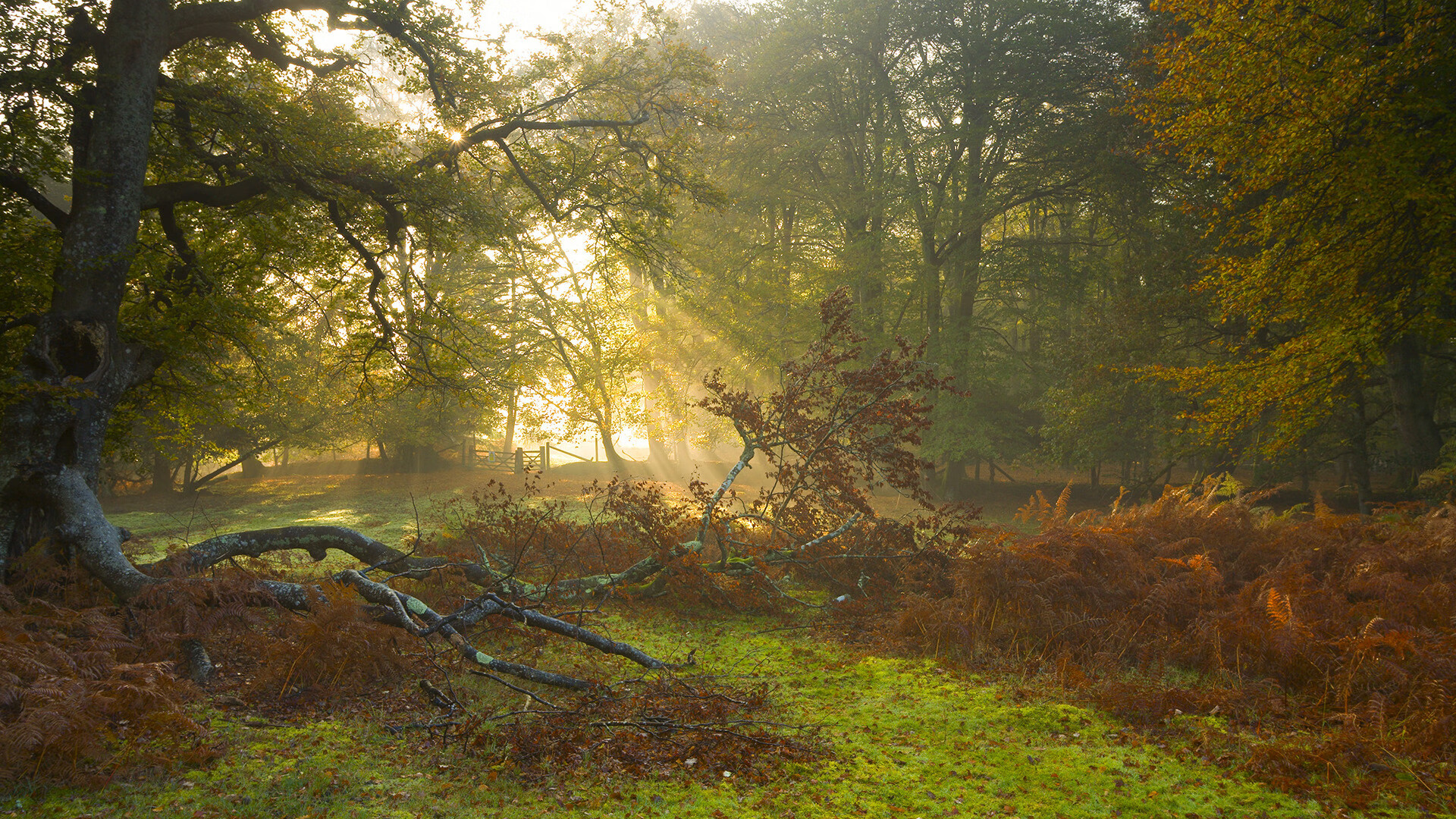 绝境中的逆袭，范弗利特如何导演深圳队惊天逆转独行侠